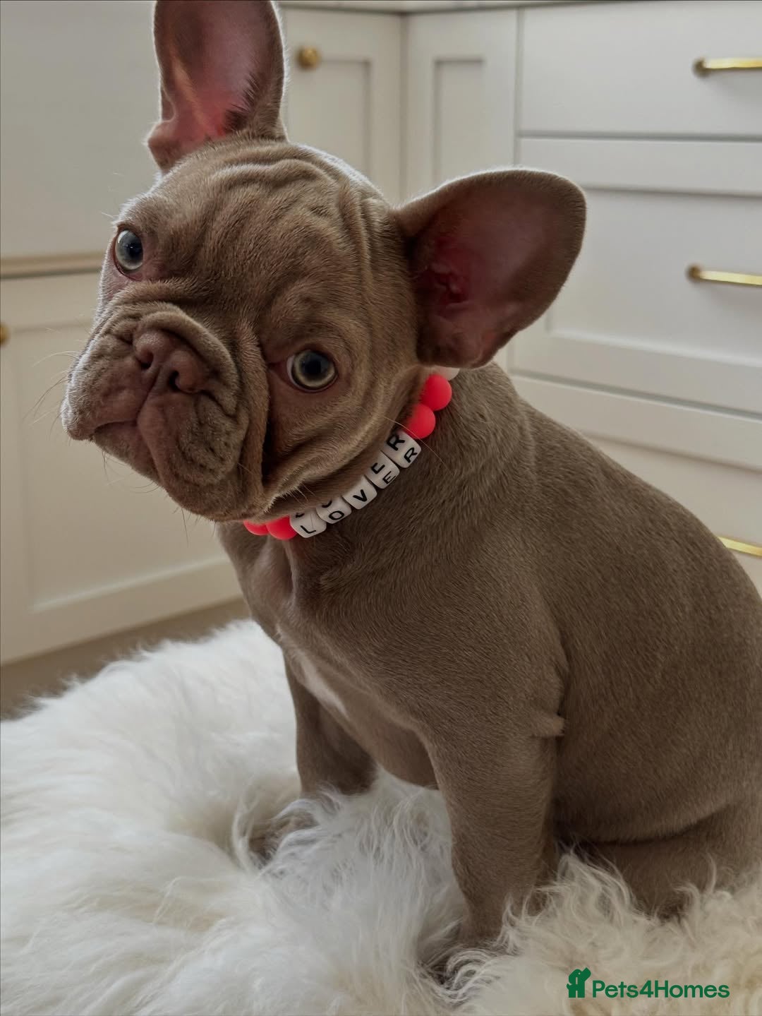 French Bulldog dogs for sale: French Bulldog looking for a loving new home - Advert 2