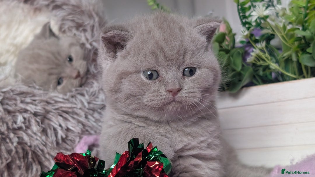 British Shorthair cats for sale: Outstanding lilac British Shorthair boys - Advert 1