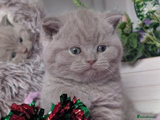 British Shorthair cats Outstanding lilac British Shorthair boys - Advert 5