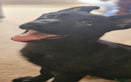 German Shepherd dogs for sale: Reduced ready2go TOP KC Czech German health tested in Wolverhampton - Image 3