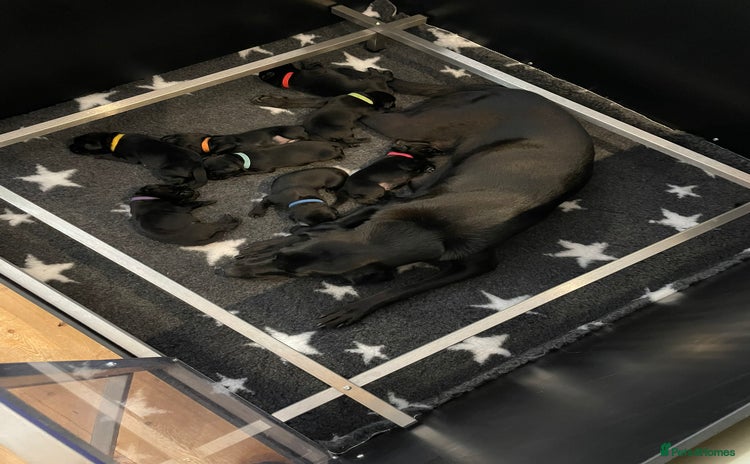 Labrador Retriever dogs - Advert 3