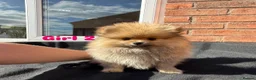 Pomeranian dogs for sale: Pure-Breed Toy Pomeranians  - Advert 6