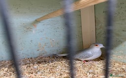 Doves birds for sale: Male diamond dove 1yr old - Image 5