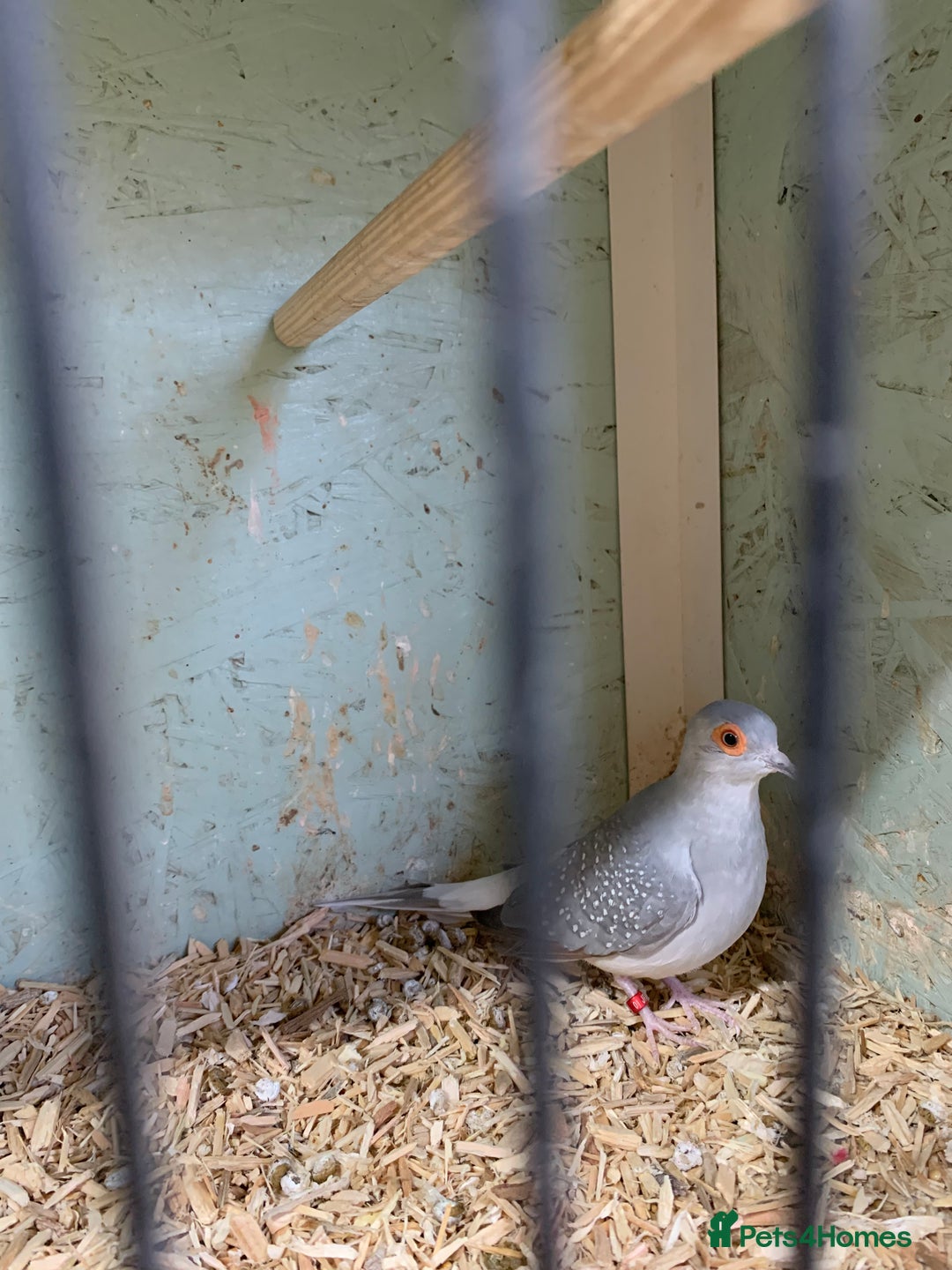 Doves birds for sale: Male diamond dove 1yr old - Image 5