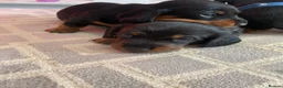 Miniature Dachshund dogs for sale: Beautiful Miniature Dachshund Puppy’s For Sale  - Advert 9