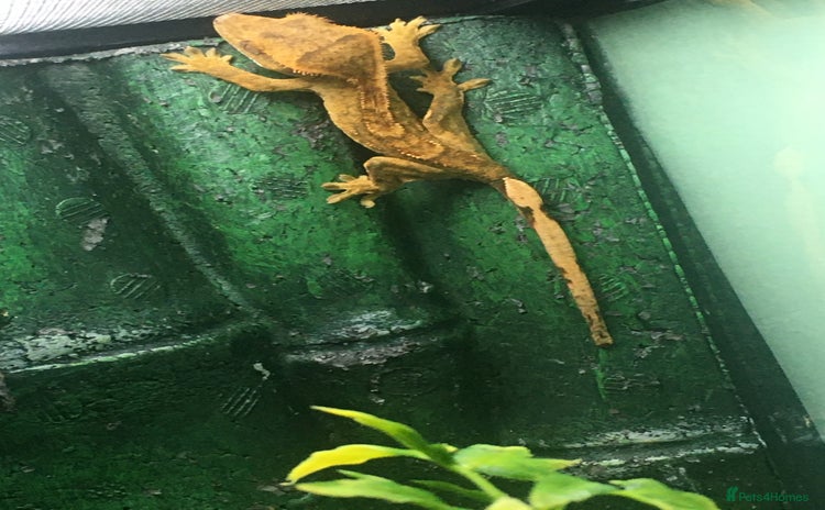 Gecko reptiles - Advert 2