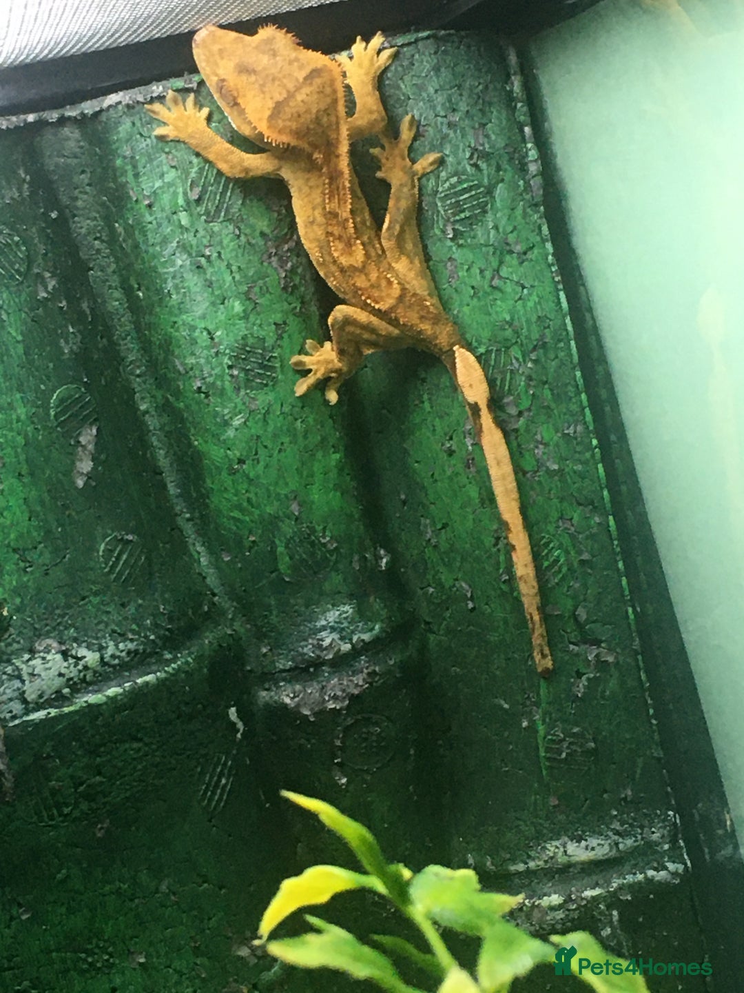 Gecko reptiles for sale: Crested Gecko - Image 1