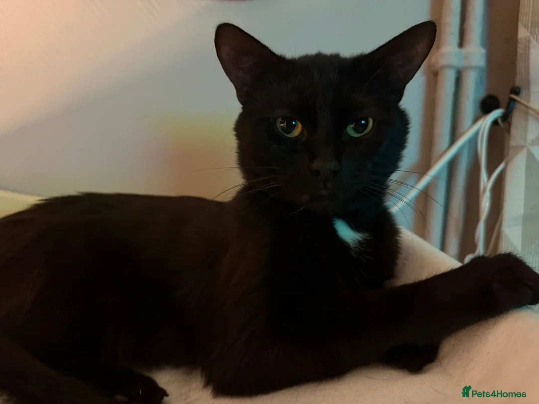 Mixed Breed cats for sale: 3 beautiful black bombay boys for sale m in Swansea - Advert 2