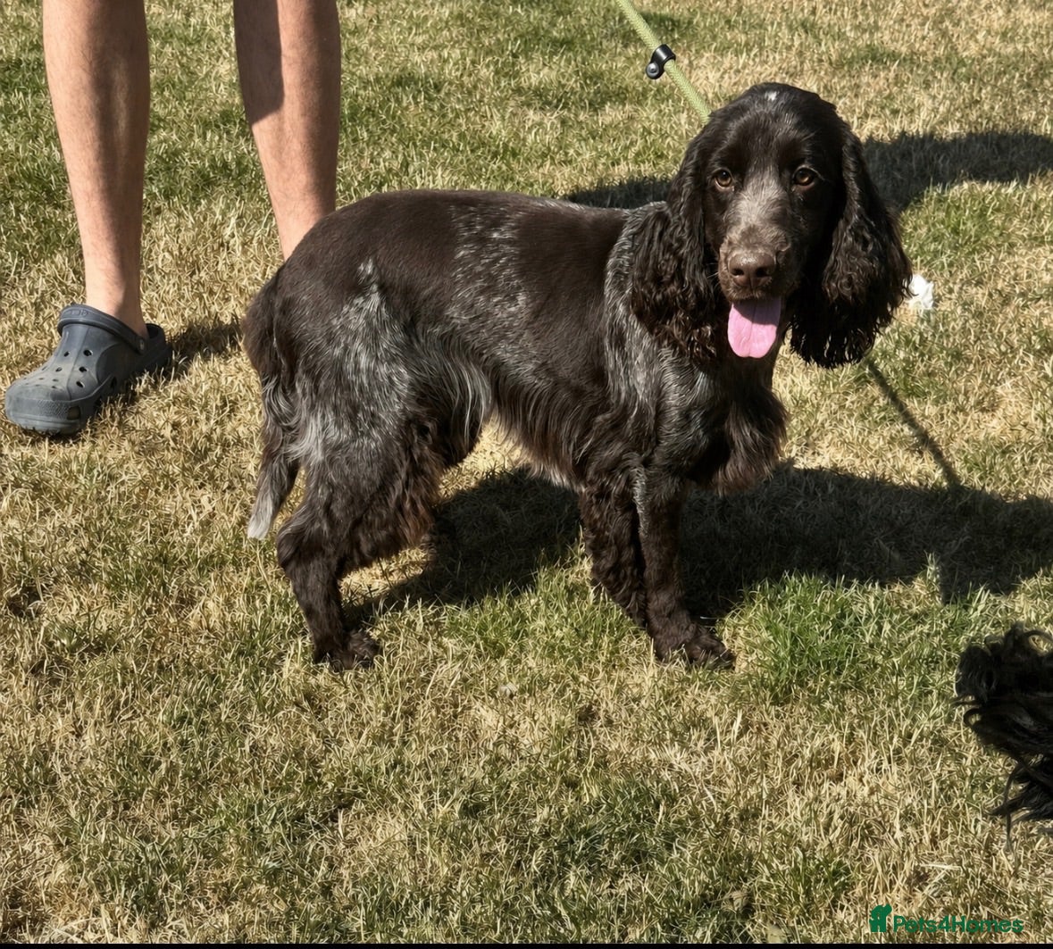 Cocker Spaniel dogs Handsome chocolate roan boy - Advert 1