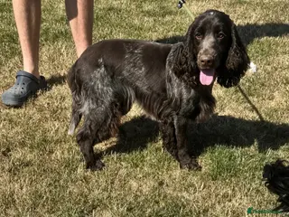 Cocker Spaniel dogs Handsome chocolate roan boy - Advert 1