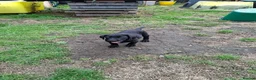 Labrador Retriever dogs for sale: Lab pups  in Lincoln - Advert 5