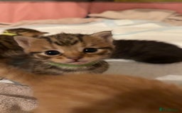 Mixed Breed cats for sale: 9 Mixed Bengal Kittens For Sale - Image 12