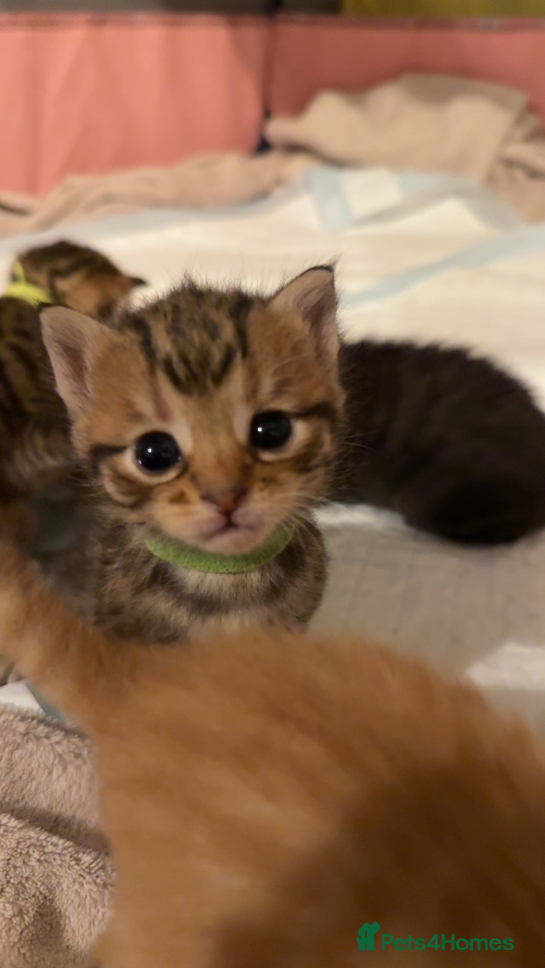 Mixed Breed cats for sale: 9 Mixed Bengal Kittens For Sale - Image 12