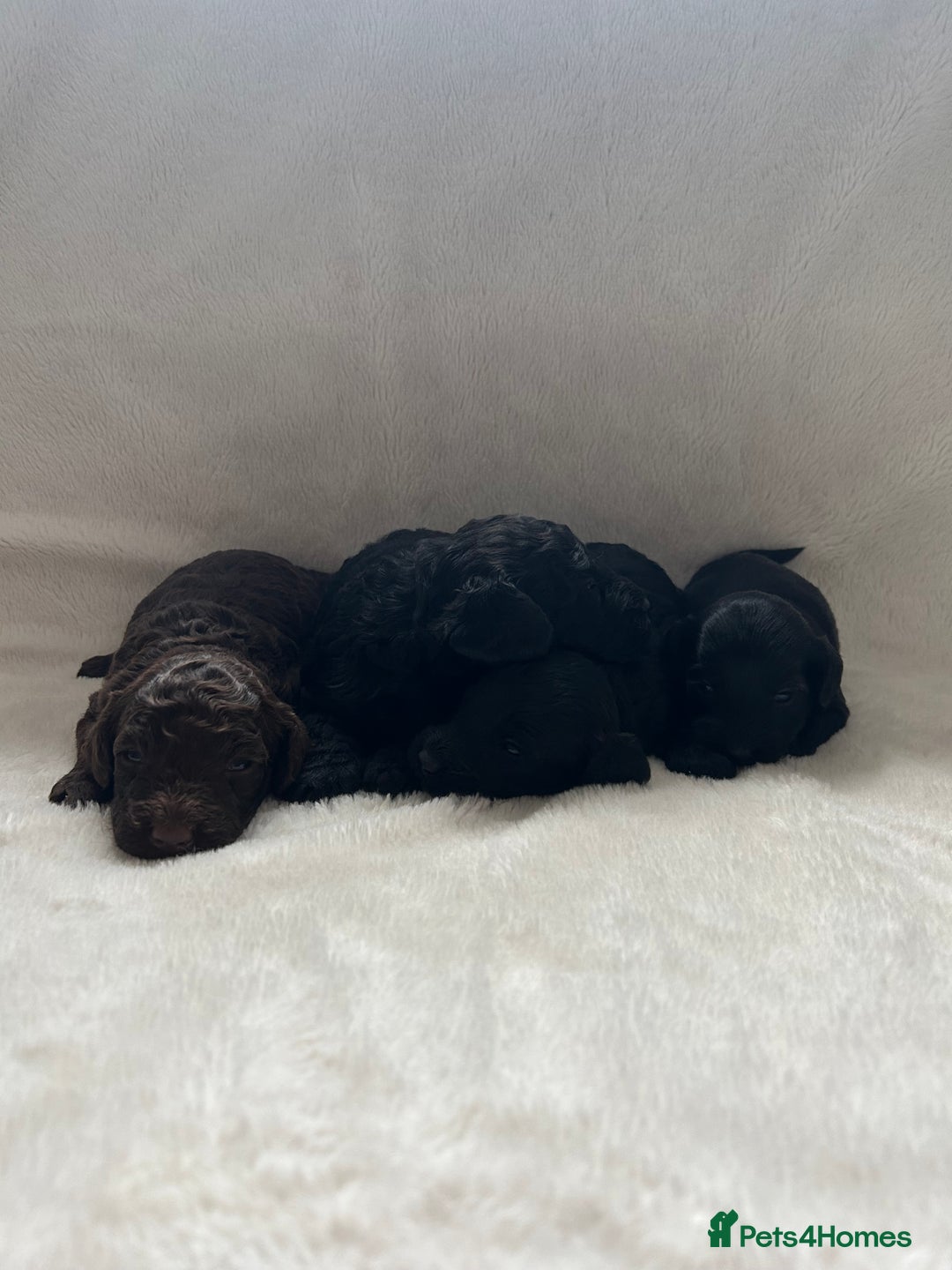 Cockapoo dogs for sale: Beautiful cockapoos - Image 9