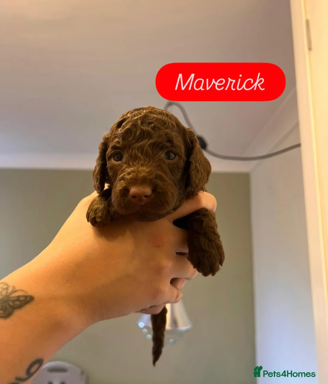 Cockapoo dogs for sale: Last Chocolate F1B Male Cockapoo Available 🧸🤎 - Advert 2