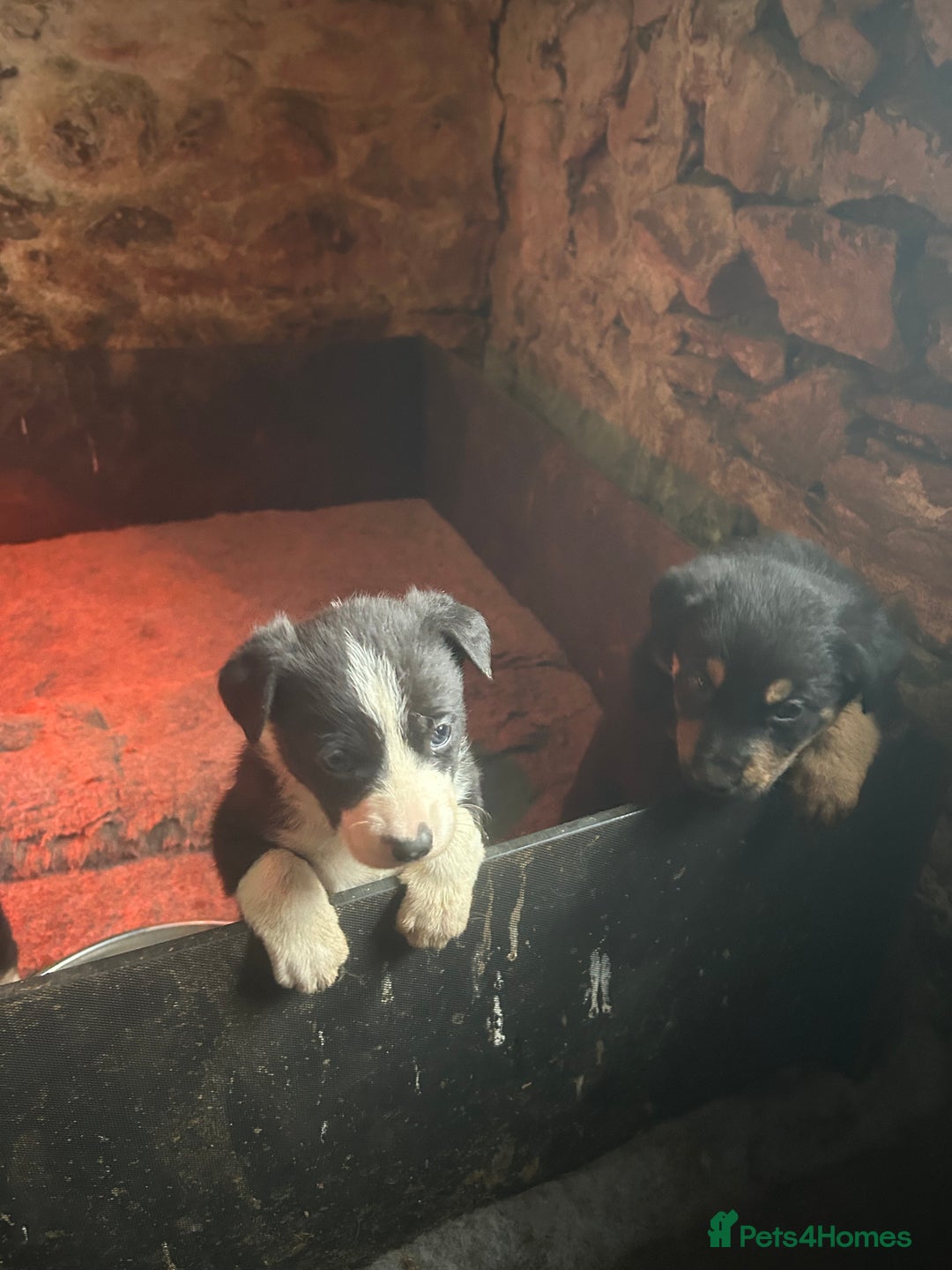 Mixed Breed dogs for sale: 5 Collie x Huntaway pups for sale. - Advert 8