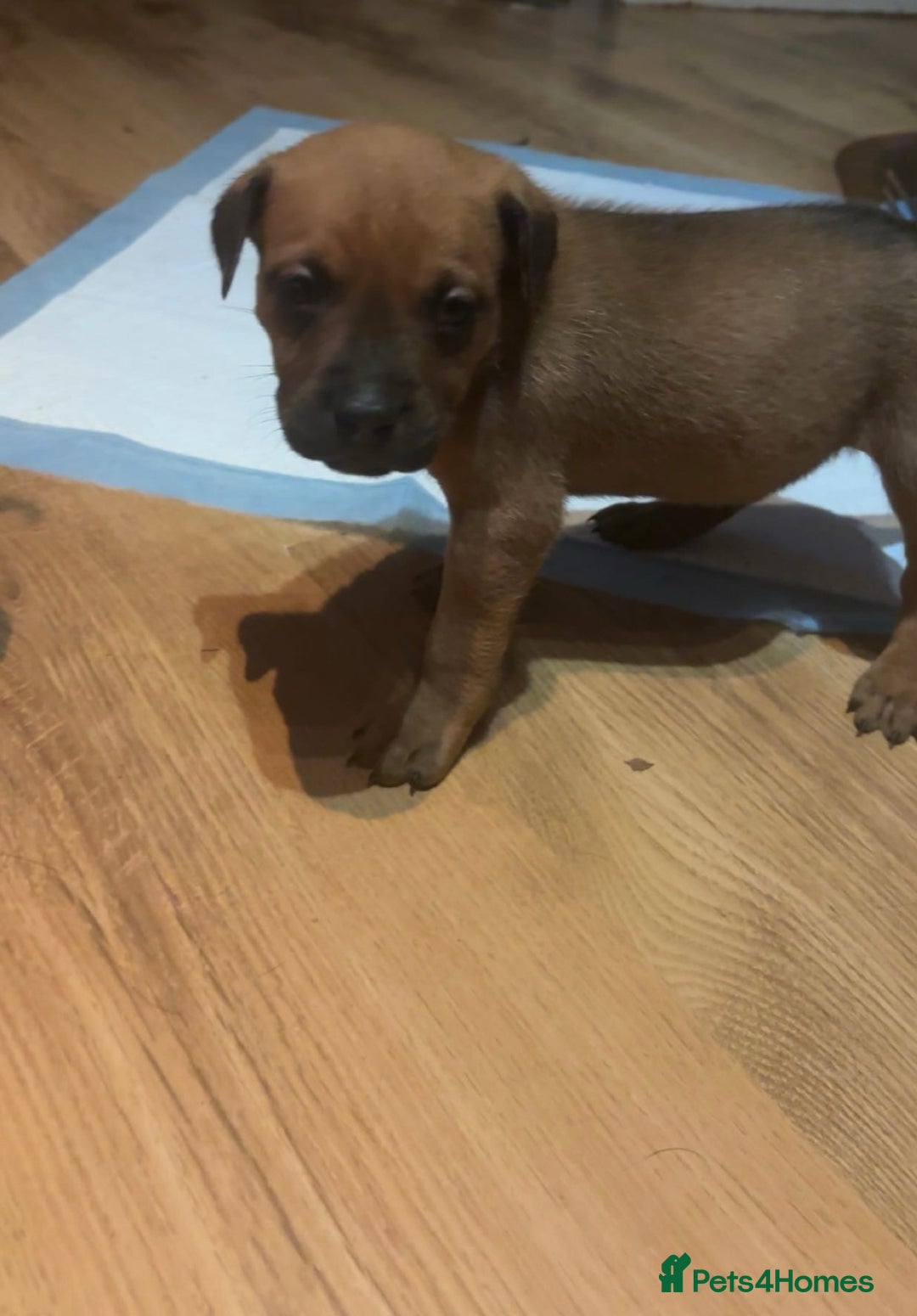 Mixed Breed dogs for sale: mastiffxrottweiler available now last 3 girls left - Advert 20