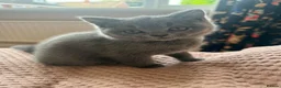 British Shorthair cats for sale: British Shorthair and Golden Shaded Torbie - Advert 3