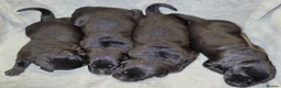 Goldador dogs for sale: Beautiful Home-Raised Goldador Puppies - Advert 3