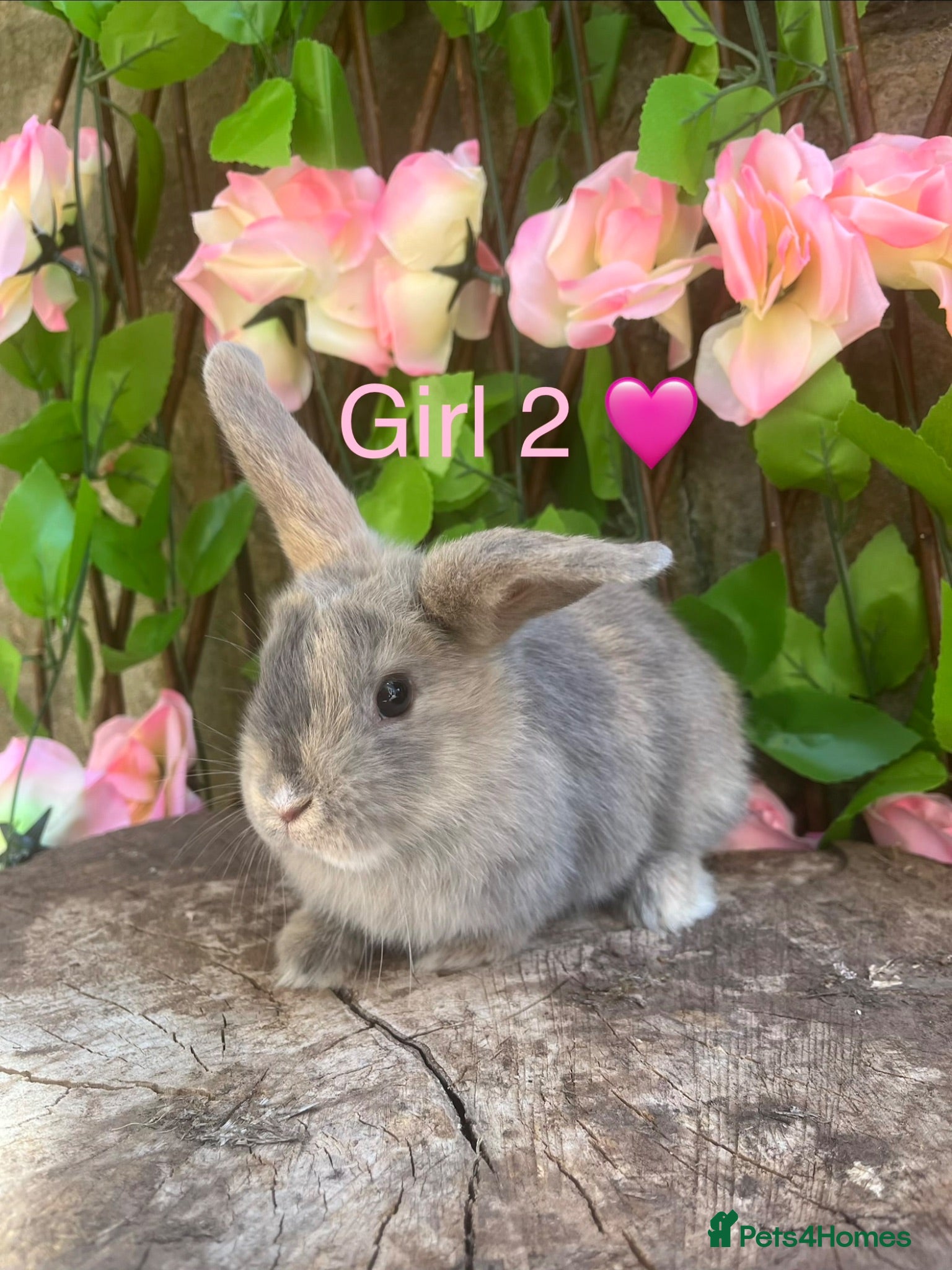 Mini Lop rabbits Mini lop bunnies for sale - Advert 11