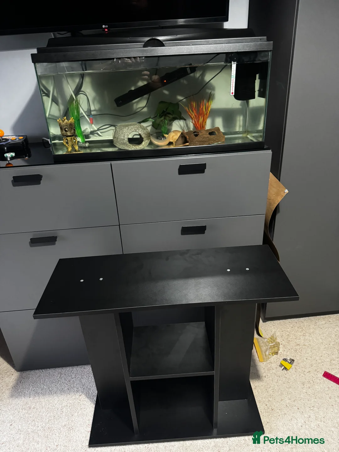 Axolotl reptiles for sale: 3.5 year old male axolotl + full set up for sale in Bristol - Advert 7