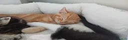 Mixed Breed cats for sale: 5 Stunning Domestic Kittens tabby orange stripe - Advert 11