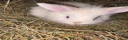 Mini Lion Lop rabbits for sale: Mini lion liops  - Advert 7