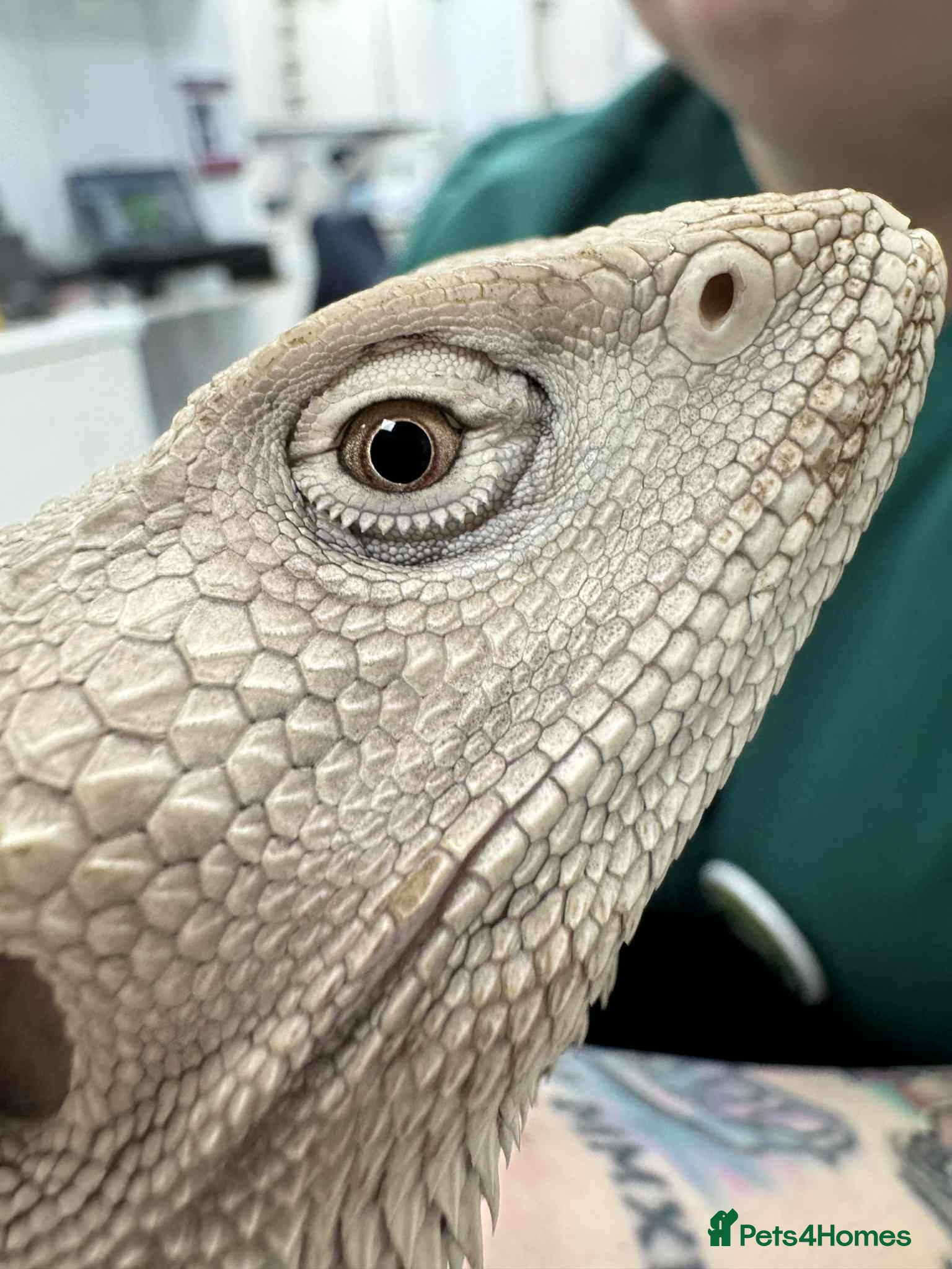 Bearded Dragon reptiles Hypo Zero Male Bearded dragon  - Advert 2