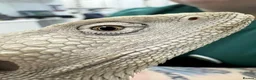Bearded Dragon reptiles for sale: Hypo Zero Male Bearded dragon  in Middlesbrough - Advert 2