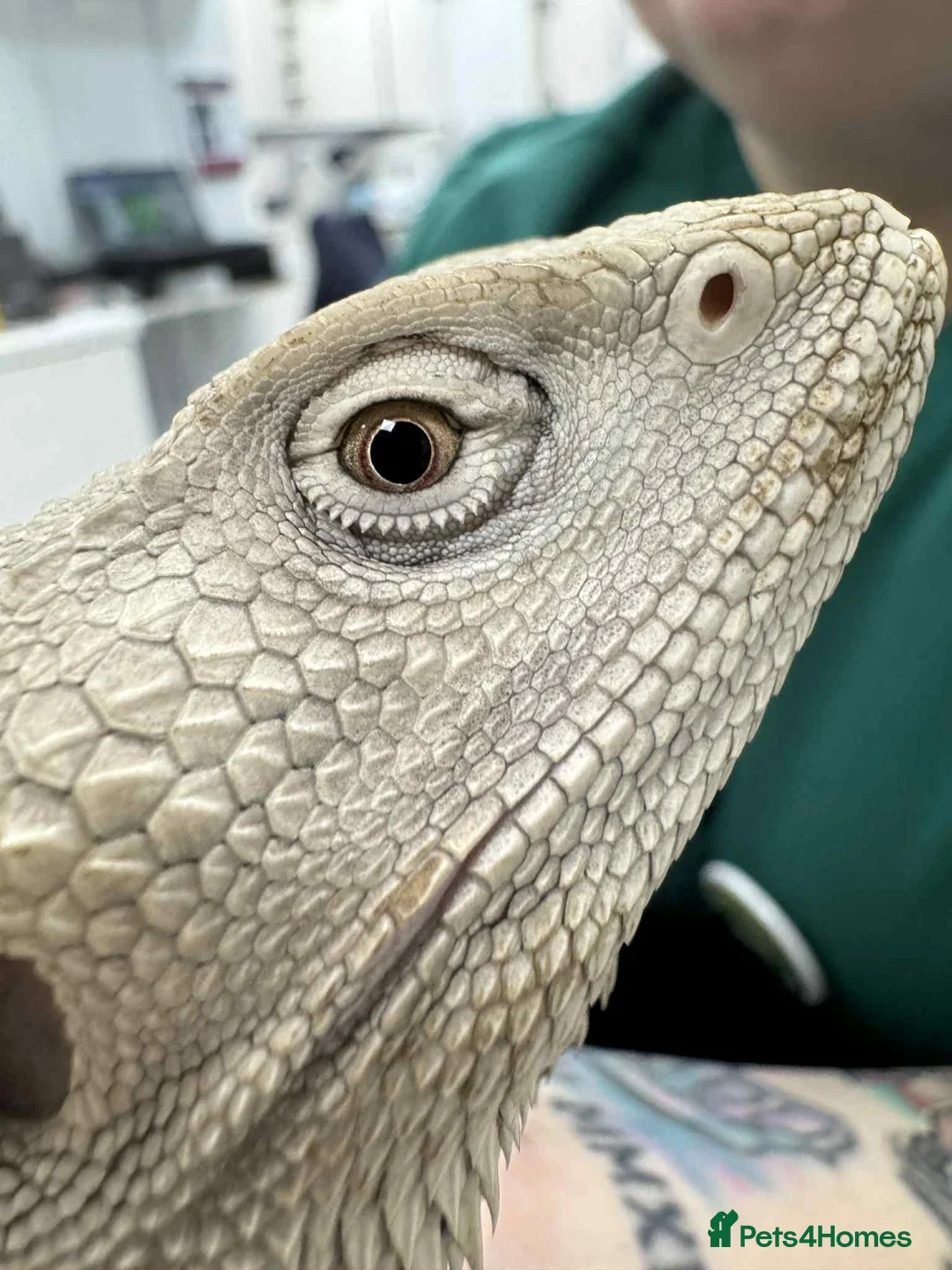 Bearded Dragon reptiles for sale: Hypo Zero Male Bearded dragon  in Middlesbrough - Advert 2