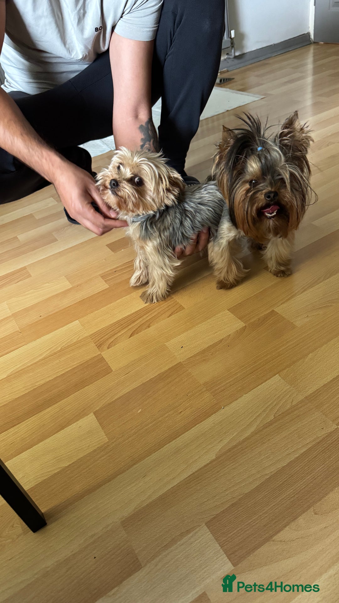 Yorkshire Terrier dogs for stud: Beautiful Yorkshire terrier  in Hornchurch - Advert 16