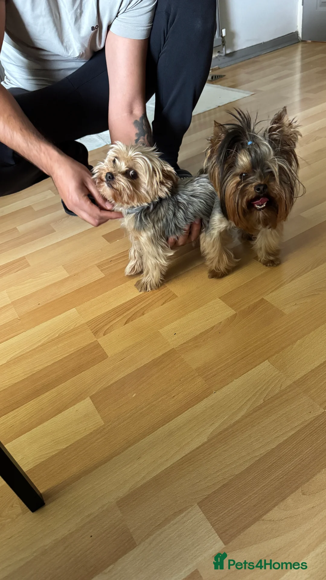 Yorkshire Terrier dogs for stud: Beautiful Yorkshire terrier  in Hornchurch - Advert 16