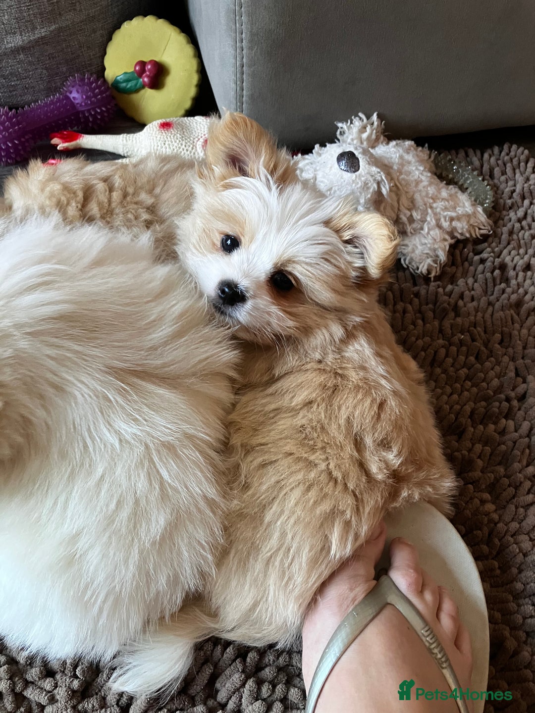 Mixed Breed dogs for sale: Malti-Pom Puppies - £1200 - Advert 19