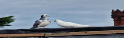 Pigeons birds for sale: White Tumbler baby pigeon for sale - Advert 13