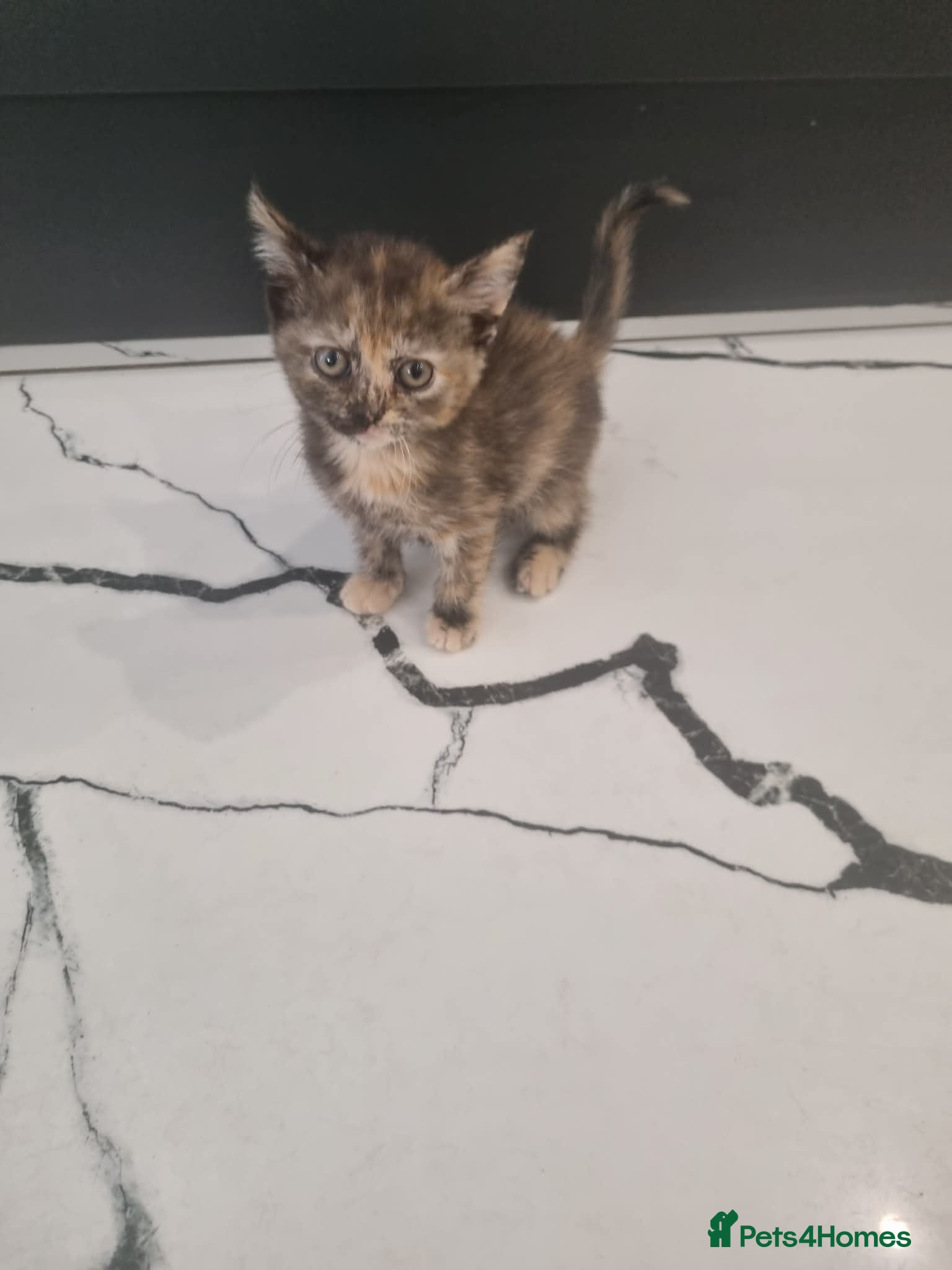 Mixed Breed cats 3 left. British Shorthair cross kittens. Ready now - Advert 13