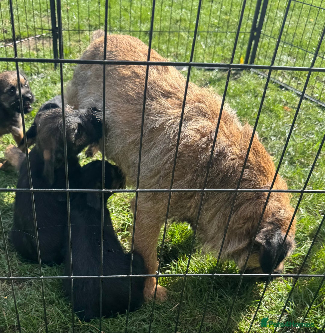 Border Terrier dogs for sale: Border terrier puppies for sale - Image 12