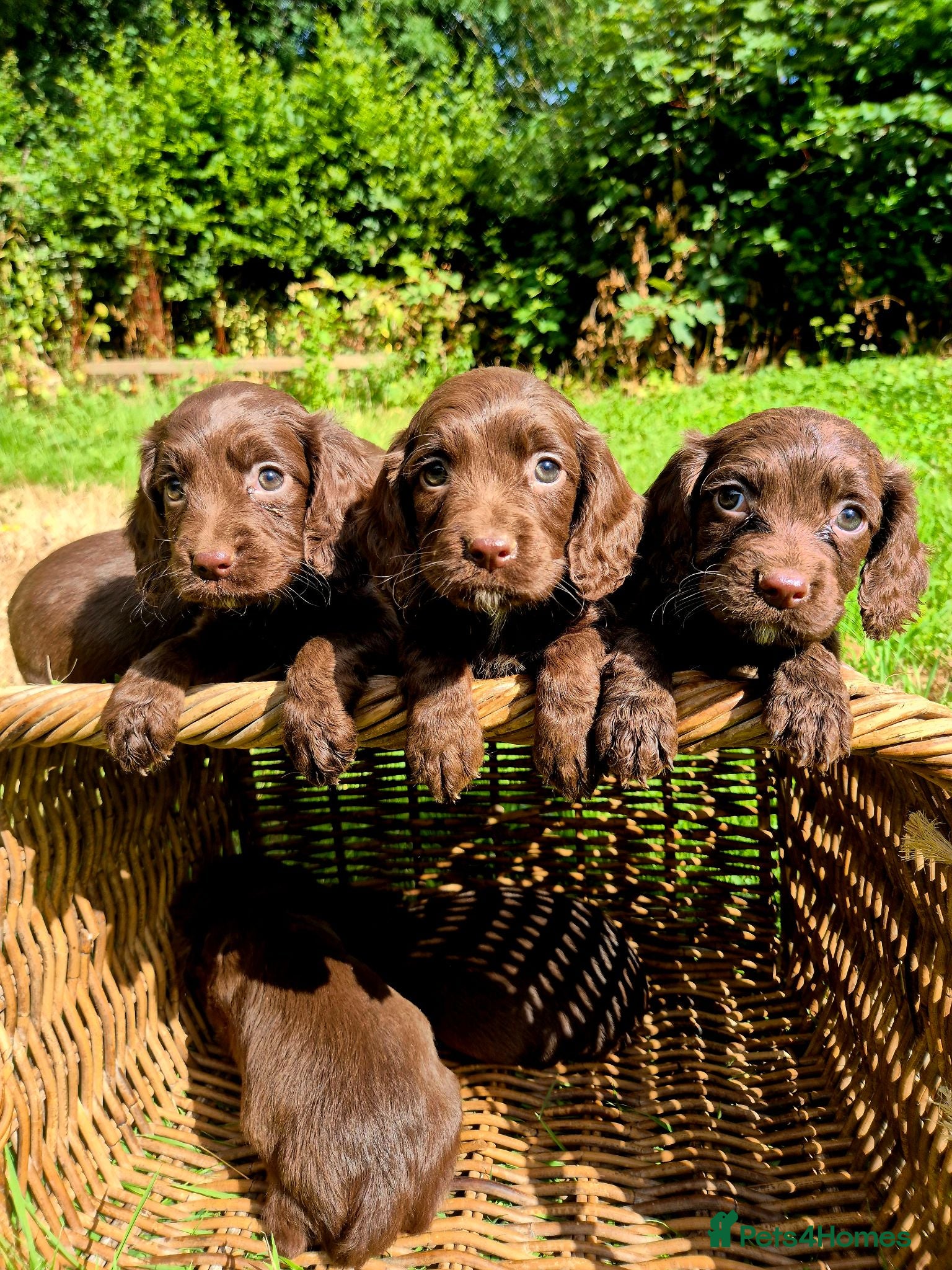 Cocker Spaniel dogs Cocker spaniel puppies - Advert 2