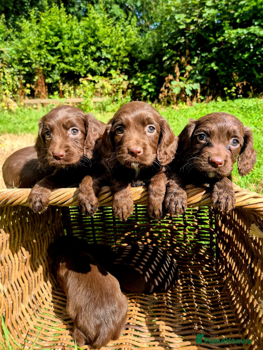 Cocker Spaniel dogs for sale: Cocker spaniel puppies - Advert 2