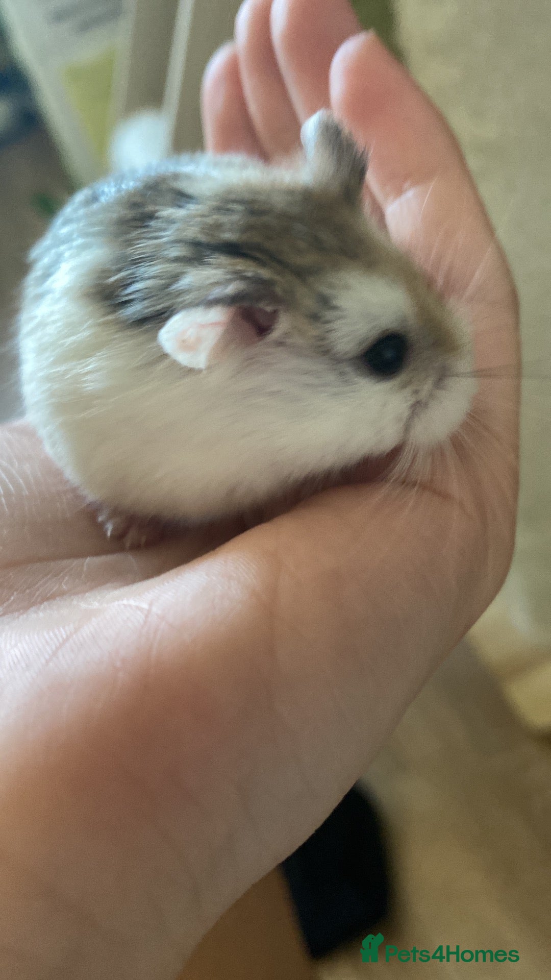Hamster rodents *URGENT* Dwarf robo hamster!  - Advert 9
