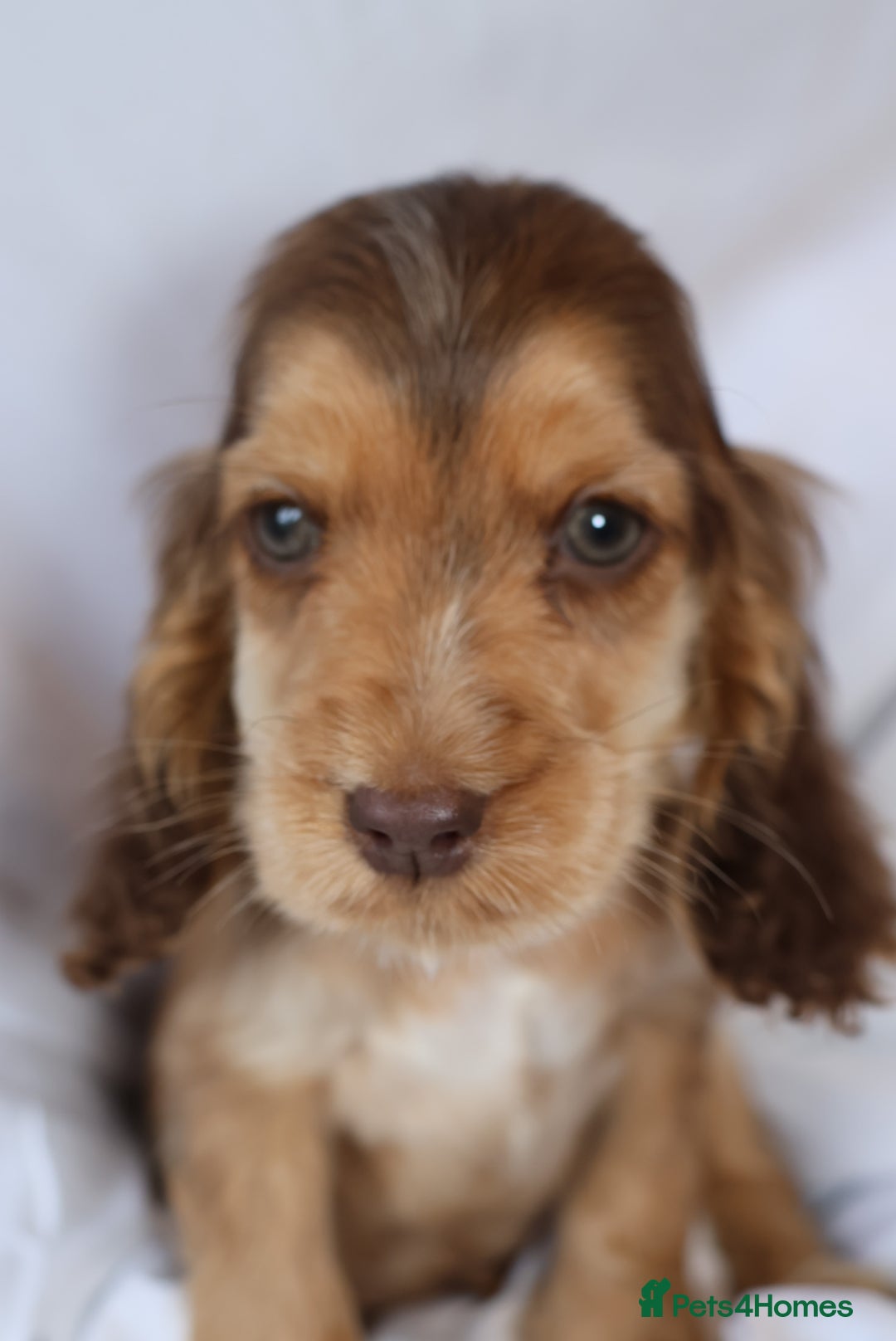 Cocker Spaniel dogs for sale: Championline Cocker Spaniel - Advert 26