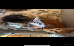 Mixed Breed cats for sale: Two boy kittens  - Image 2