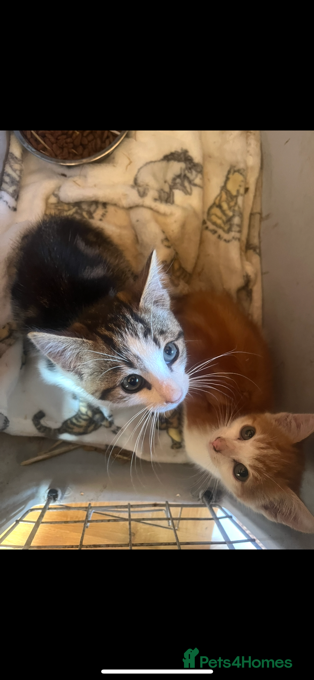 Mixed Breed cats for sale: Two boy kittens  - Image 2