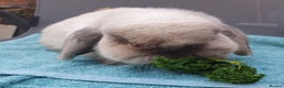 Mini Lop rabbits for sale: Spayed and neutered rabbits for adoption Vac rhd2 - Advert 5