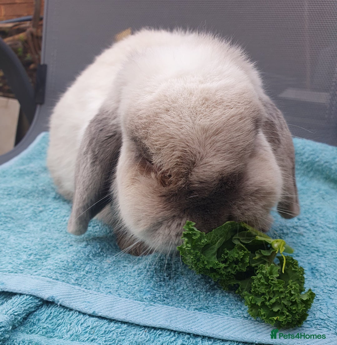 Mini Lop rabbits for sale: Spayed and neutered rabbits for adoption  - Advert 1