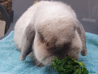 Mini Lop rabbits Spayed and neutered rabbits for adoption - Advert 1