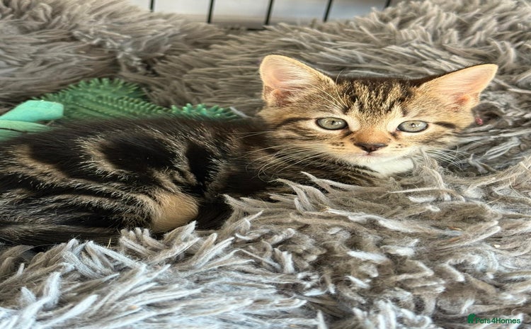 Mixed Breed cats - Advert 15