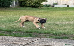 Presa Canario dogs for sale: Presa Canario Puppy  - Image 6