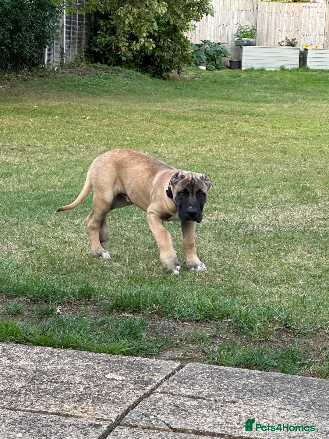 Presa Canario dogs for sale: Presa Canario Puppy  - Image 6