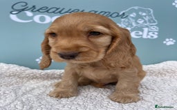 Cocker Spaniel dogs for sale: Golden Male Show Cocker Spaniel - Image 4