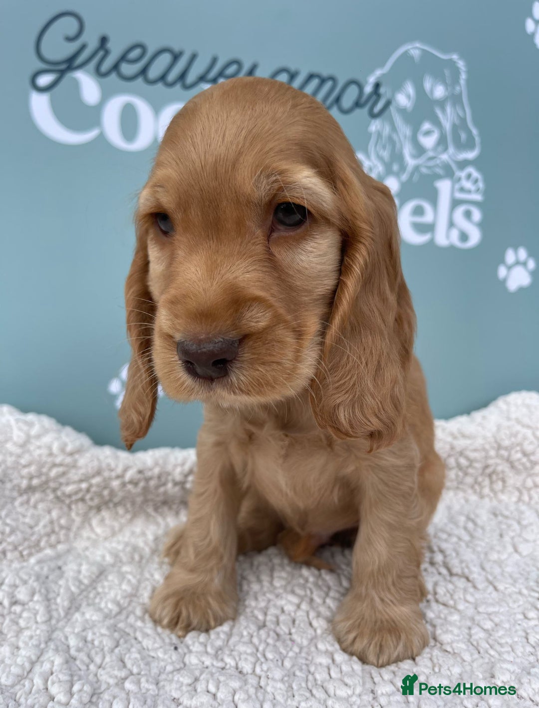 Cocker Spaniel dogs for sale: Golden Male Show Cocker Spaniel - Image 4